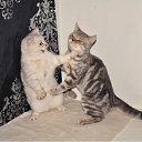 ���� �������, ������, 51 ��� - ��������� 15 ������ 2012 � ������ �������