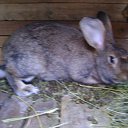 ���� ��������, ��������� - ��������� 17 ������ 2011 � ������ ���� ����������