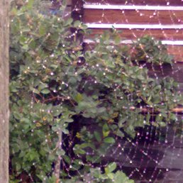 ���� ����, ������� �������� - ��������� 26 ������� 2012