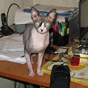 ���� ����, ������, 58 ��� - ��������� 25 ������� 2009 � ������ ���� ��������