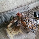 ���� �������, ������, 60 ��� - ��������� 13 ������ 2011 � ������ ���� ����������