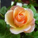 ���� Jamilya, ������� - ��������� 27 ������ 2013 � ������ ���� ����������