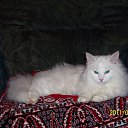 ���� ������, �����, 43 ���� - ��������� 7 �������� 2012 � ������ ���� ���������� ������