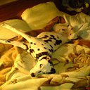 ���� ������, �������, 29 ��� - ��������� 27 ��� 2010 � ������ �����