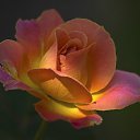 ���� �����, �����-���������, 54 ���� - ��������� 12 ������� 2011 � ������ ���� ����������
