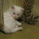 ���� ������, �����, 60 ��� - ��������� 7 �������� 2011 � ������ �RoadKing�