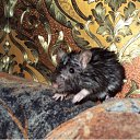  Lena, , 54  -  8  2010   