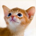 ���� ��������, ���� - ��������� 28 ������� 2012 � ������ ���� ����������