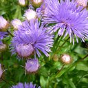 ���� ����@, ��������, 62 ���� - ��������� 21 ���� 2010 � ������ ��������� �������