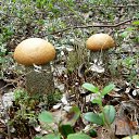 ���� ������, �����������, 60 ��� - ��������� 5 ���� 2012 � ������ ���� ����������