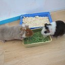 ���� ������-������� ��� ���� �����, ��������, 85 ��� - ��������� 12 ��� 2010 � ������ ���� ��������!�