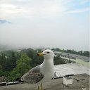   ,  -  9  2012    2011