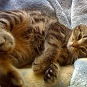 ���� ����, �����-���������, 41 ��� - ��������� 20 ����� 2011 � ������ ���� � �����