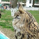   ( ), , 64  -  2  2013     