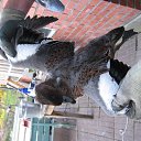 �� ����� ��� �������� �� ������� �������