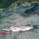 ���� �������, ������������, 51 ��� - ��������� 31 ������ 2012 � ������ ���� ����������