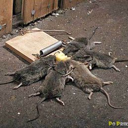 ���������� - ���������