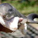 ���� ����������, ������� - ��������� 7 ������ 2013 � ������ ���� ����������