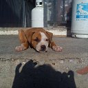 ���� Georgi, �����������, 52 ���� - ��������� 8 ������� 2012 � ������ ���������