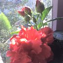 ���� �����, �������������, 65 ��� - ��������� 22 ������� 2012 � ������ ���� ������