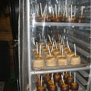 ���� Topazlu, �����������, 54 ���� - ��������� 31 ������� 2011