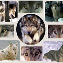  Alla, , 49  -  24  2011    