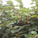 ���� ������, ������������, 55 ��� - ��������� 7 ������� 2011