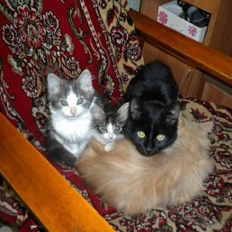 ���� � � ����*���������*, ������-��-���� - ��������� 26 ������ 2010