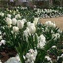 ���� Smile, ������, 55 ��� - ��������� 20 ������ 2010 � ������ ���� ����� � ������