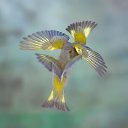 ���� Tatiana, ����, 43 ���� - ��������� 21 ��� 2013 � ������ ���� ����������