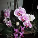 ���� �������, �������, 70 ��� - ��������� 6 ���� 2013 � ������ ���� ��������