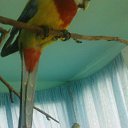 Фотография пользователя Любовь, Минск, 40 лет добавлена 24 июля 2009 в альбом «Мои попугаи» Фото Любовь, Минск, 40 лет - добавлено 24 июля 2009 в альбом «Мои попугаи»