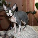 ���� ��������, �����������, 62 ���� - ��������� 20 �������� 2011 � ������ �������