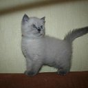 ���� �������, ������ - ��������� 13 ������� 2011 � ������ �Avataria�