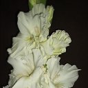 ���� �������, ����, 65 ��� - ��������� 7 ������� 2010 � ������ ������ �����������