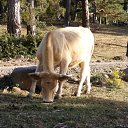 ���� �����, �����, 38 ��� - ��������� 3 ������� 2011 � ������ ������������