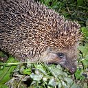 ���� �������, ���������, 69 ��� - ��������� 18 ������� 2011 � ������ ����