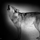  Mr.wolf, , 38  -  2  2010   