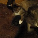 ���� ����s, ���������, 25 ��� - ��������� 24 ������� 2012 � ������ �������