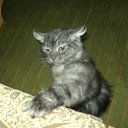 ���� ���������, �����������, 43 ���� - ��������� 29 ������� 2012 � ������ ���� ������