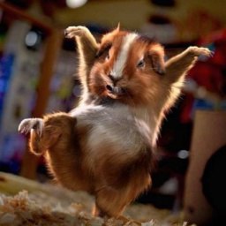 ���, ���������, 51 ���