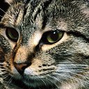 ���� ����, �����-���������, 46 ��� - ��������� 17 ���� 2013 � ������ ���� ����������