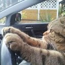 �������-Cat �� Avto-party! �� ������� ������� ��� � �� ������!�