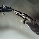 ���� �������, ���������, 37 ��� - ��������� 13 ���� 2009 � ������ �������������