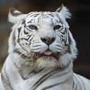 ���� ������, ������ ��������, 55 ��� - ��������� 15 ��� 2013 � ������ �������