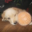 ���� ������, ������, 36 ��� - ��������� 12 ������� 2013 � ������ ���� ����������