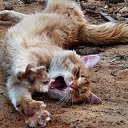 ���� �����, ������, 39 ��� - ��������� 23 ������� 2010 � ������ ���� ����������