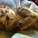 ���� ����, �����-���������, 41 ��� - ��������� 20 ����� 2011 � ������ ���� � �����