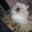   ( ),  -  22  2012     Ҹ!!!