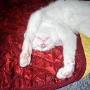 ���� ������, ������, 52 ���� - ��������� 13 ��� 2011 � ������ ��������